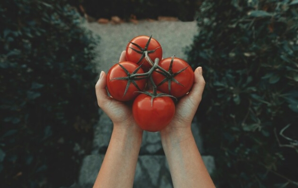 Вчені відредагували ДНК помідорів, щоб ті споживали менше води під час росту