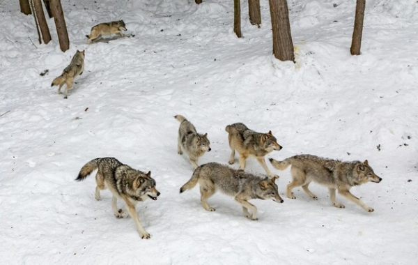 Щуряча отрута загрожує популяції вовків у Італії – дослідження