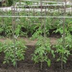 Приготуйте це для кожної лунки: городниця порадила, які речовини додавати при посадці томатів (відео)