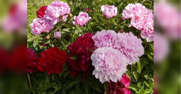 Весняний догляд за півоніями: найважливіші правила