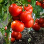 Підживлення томатів в липні: лайфхаки «просунутих» городників