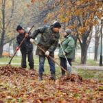 Чи все листя можна компостувати: деякі дерева створять проблеми