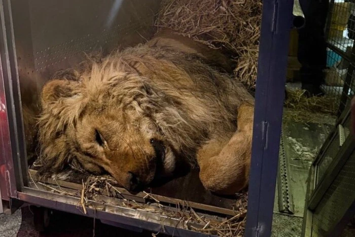 Київські волонтери врятували лева, якого утримували просто неба в люті морози