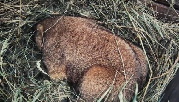 Коли чекати весняного тепла: віщування байбака Тимка