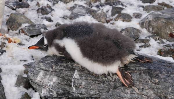 Пінгвіни оновлюють пір’я: кадри від українських дослідників.
