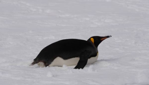 Королівський пінгвін біля “Вернадського”