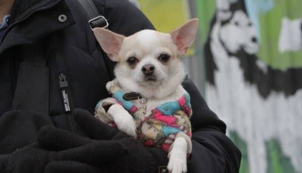 Брехня: в Україні немає заборони на утримання собак&hellip;