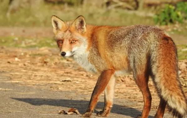 Небезпека сказу: інструкції після контакту з твариною