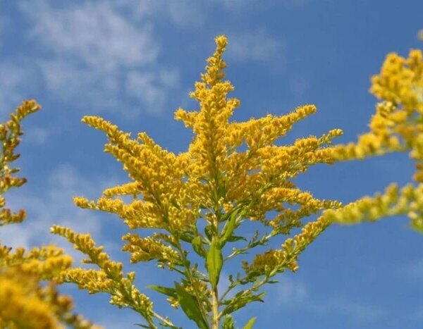 Постачальника, що нібито сприяв “Київзеленбуду” у знищенні амброзії,&hellip;