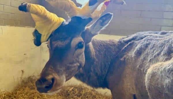 Збитого в аварії оленя Бориса відвезли на лікарський огляд. 12