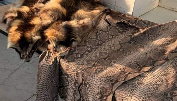 Спробували вивезти з України пітонові шкури та шкурки єнотовидних псів. 15